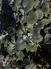 Arctotheca populifolia