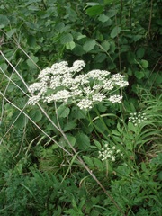 Peucedanum austriacum