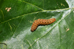 Trisateles emortualis