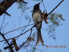 Dicrurus caerulescens