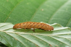 Trisateles emortualis