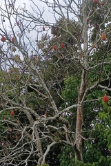 Pseudobombax munguba