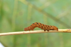 Trisateles emortualis