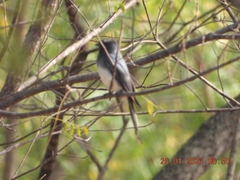 Dicrurus caerulescens