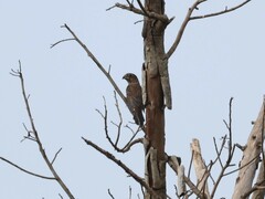 Amblyospiza albifrons