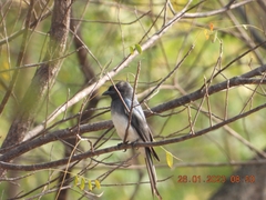 Dicrurus caerulescens
