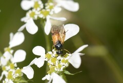 Arge cyanocrocea