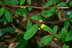 Berberis hayatana