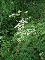 Peucedanum austriacum