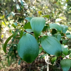 Trochocarpa laurina