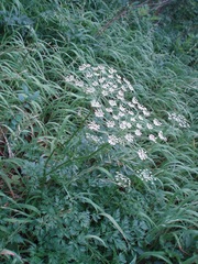 Peucedanum austriacum