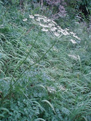 Peucedanum austriacum