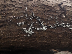 Ceratiomyxa fruticulosa