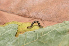 Eupithecia virgaureata