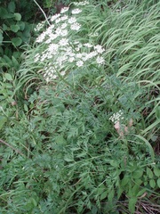 Peucedanum austriacum