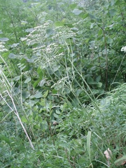 Peucedanum austriacum