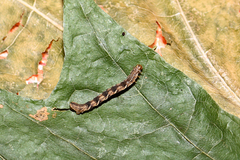 Eupithecia virgaureata