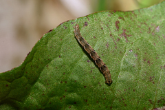 Eupithecia virgaureata