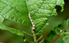 Eupithecia virgaureata