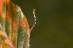 Eupithecia virgaureata