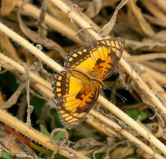 Byblia anvatara acheloia