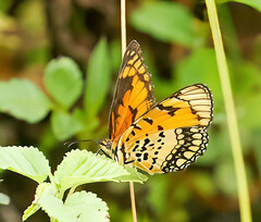 Byblia anvatara acheloia
