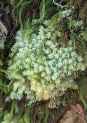 Pyrrhobryum spiniforme