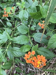 Lantana camara image