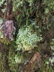 Pyrrhobryum spiniforme