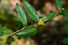 Berberis hayatana