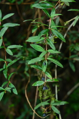 Berberis hayatana