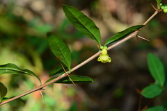 Berberis hayatana
