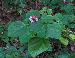 Clerodendrum chinense