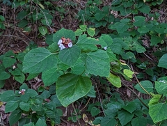 Clerodendrum chinense