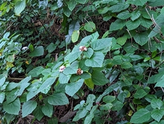 Clerodendrum chinense