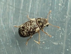Liromus pardalis
