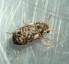 Liromus pardalis