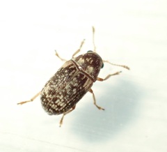 Liromus pardalis