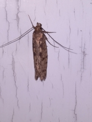 Lindera tessellatella