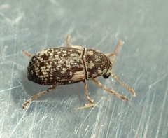 Liromus pardalis