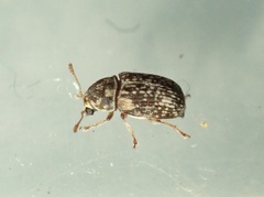 Liromus pardalis