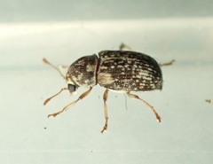 Liromus pardalis