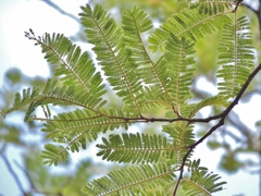 Albizia amara sericocephala