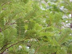 Albizia amara sericocephala