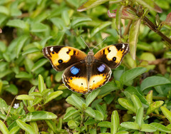 Junonia hierta cebrene
