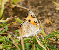 Junonia hierta cebrene
