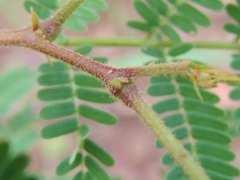 Albizia amara sericocephala