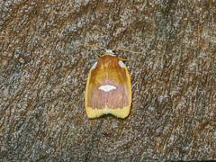 Lobobasis niveimaculata