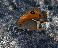Pyronia bathseba