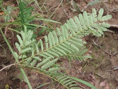 Albizia amara sericocephala
